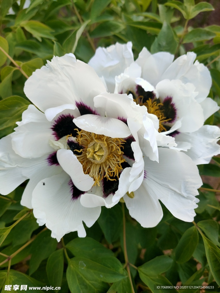 牡丹花