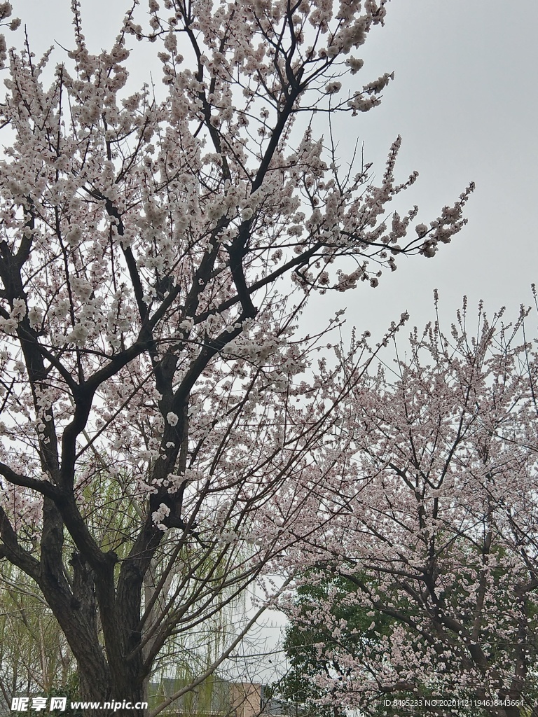 樱花