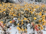 冬天  冰雪 冰花  下雪了