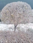 冬天  冰雪 冰树叶  下雪了
