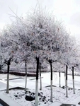 冬天  冰雪 冰树叶