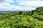 茶山墙纸 茶山素材 茶山壁纸