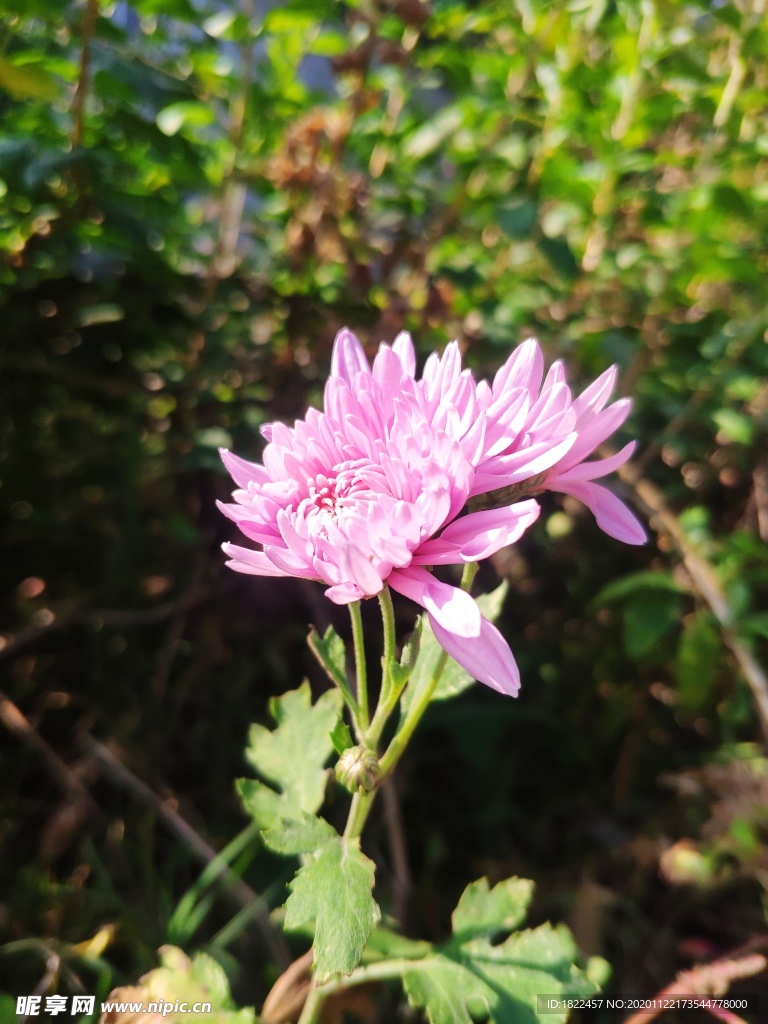 菊花