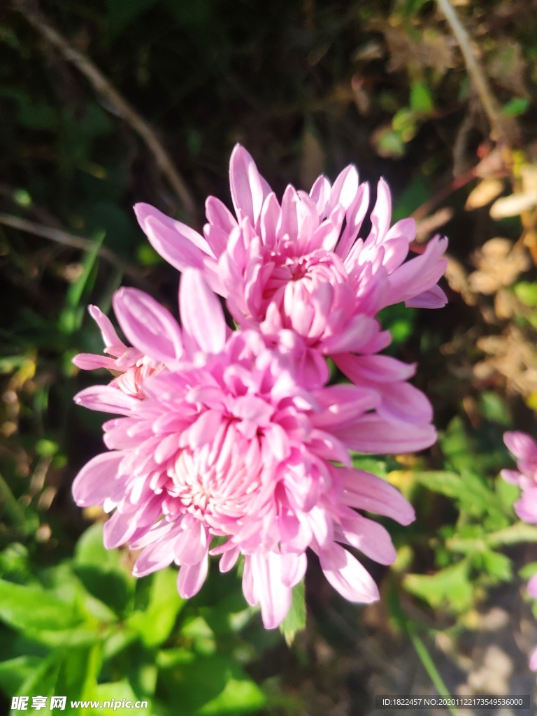 菊花