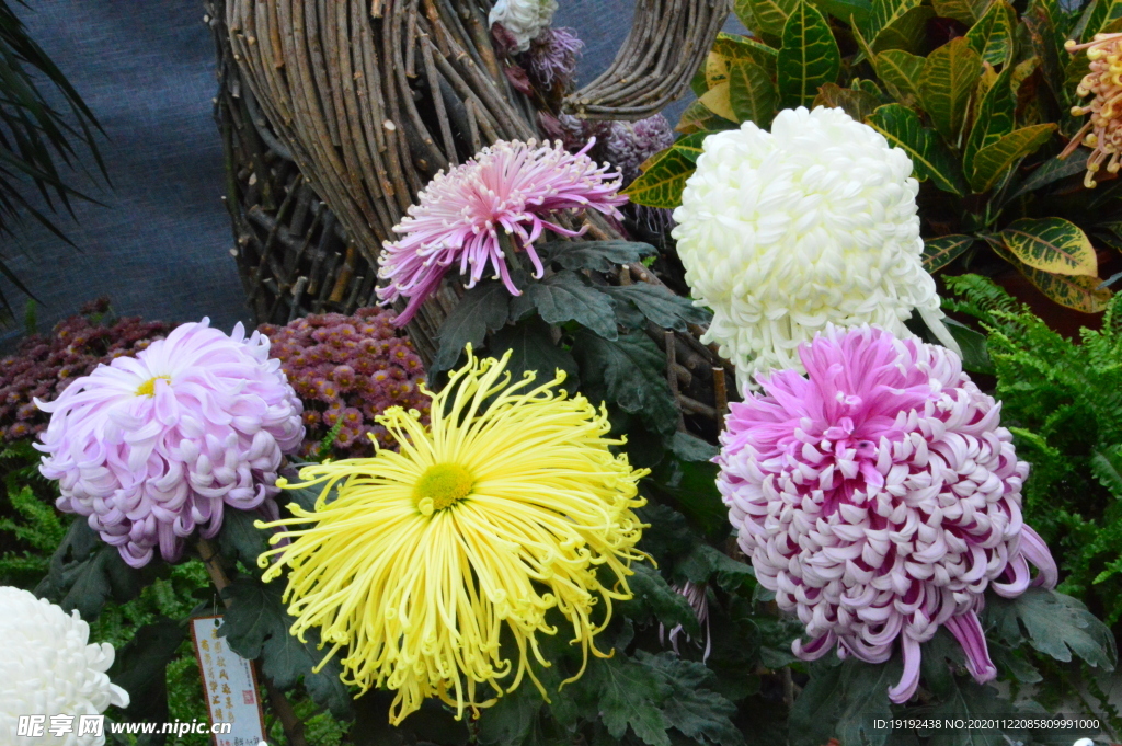 菊花