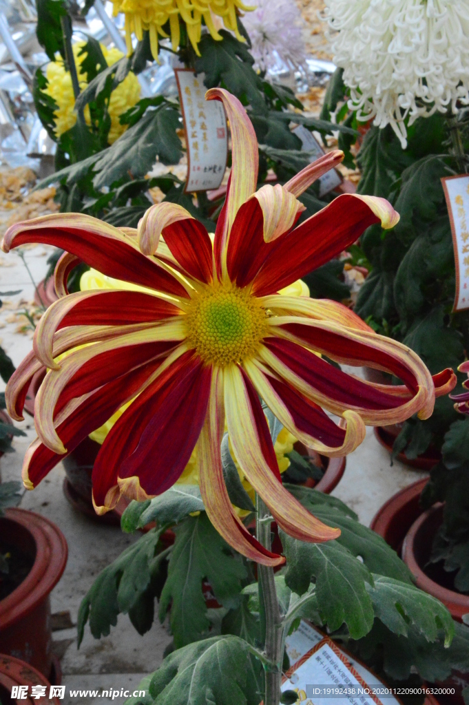 菊花