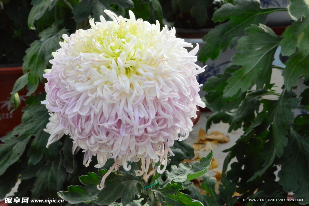 菊花