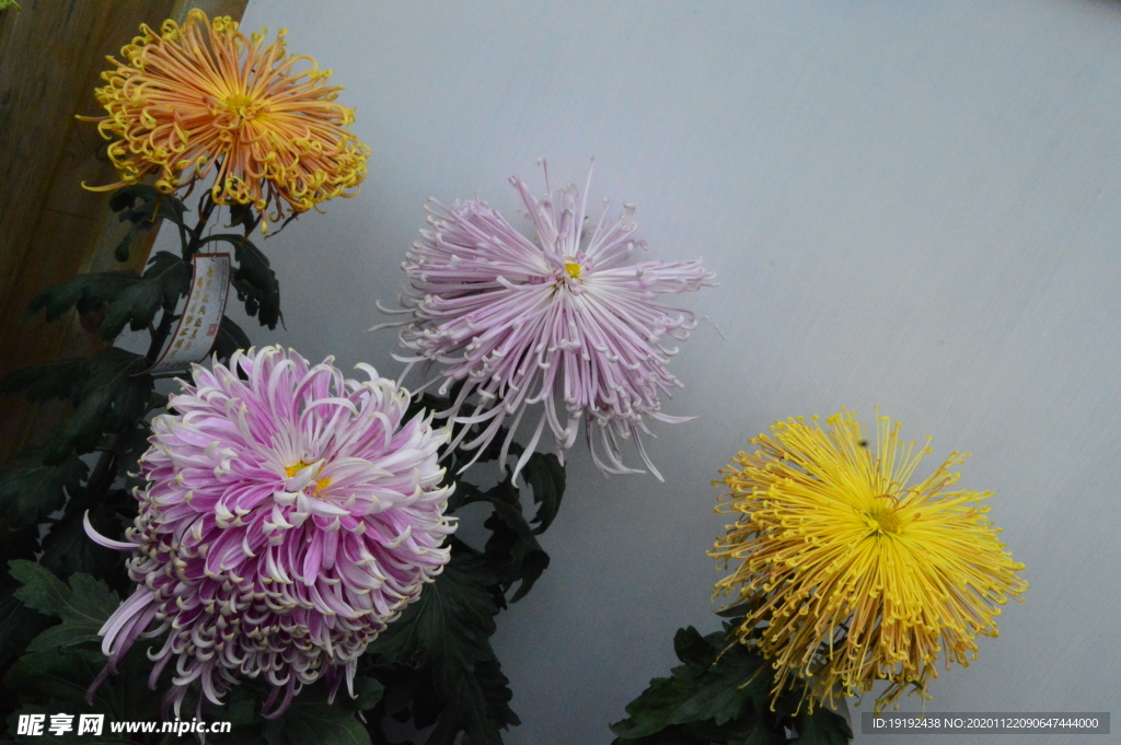 菊花