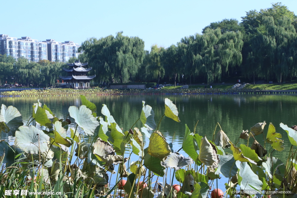 荷塘风景