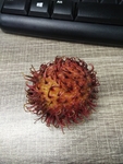 红毛丹