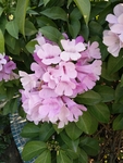 花瓶