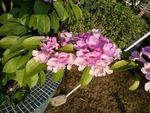 花瓶