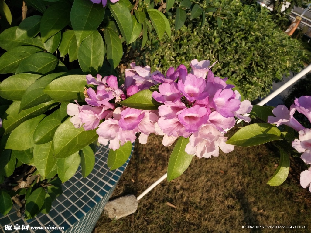 花瓶