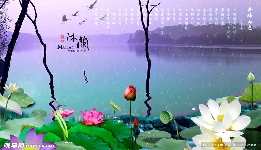 荷花