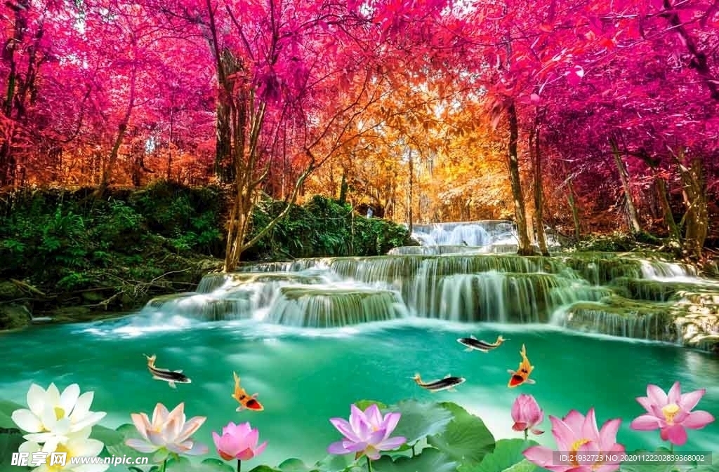 荷花