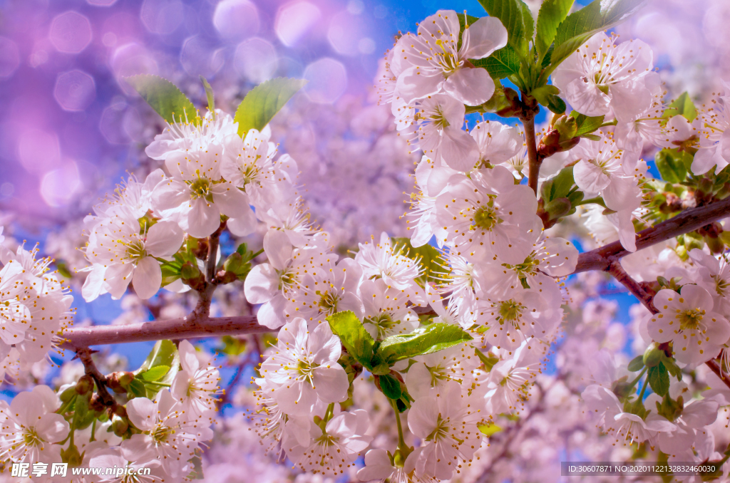 樱花