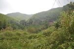 乡村景色