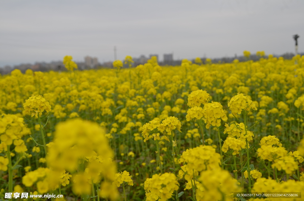 油菜花