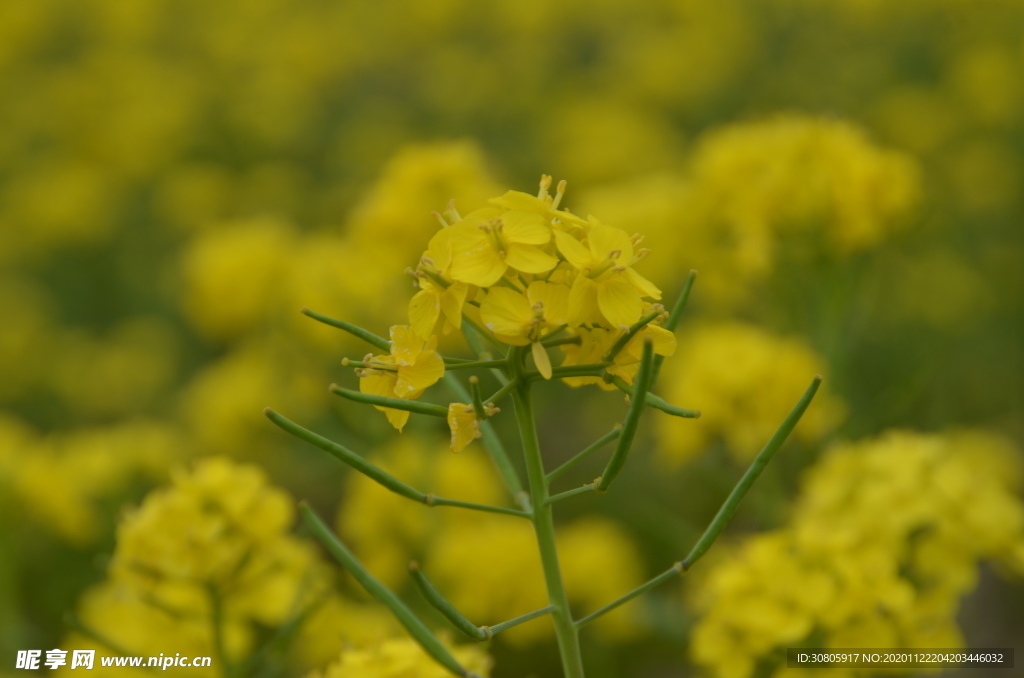 油菜花