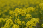 油菜花