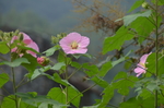 粉色小花