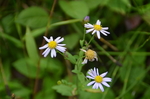 野菊花