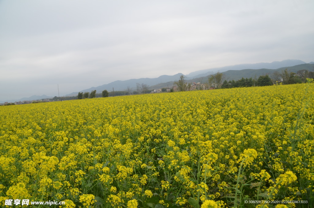 油菜花