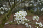梨花
