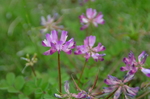 紫色小花