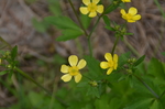 黄色小花