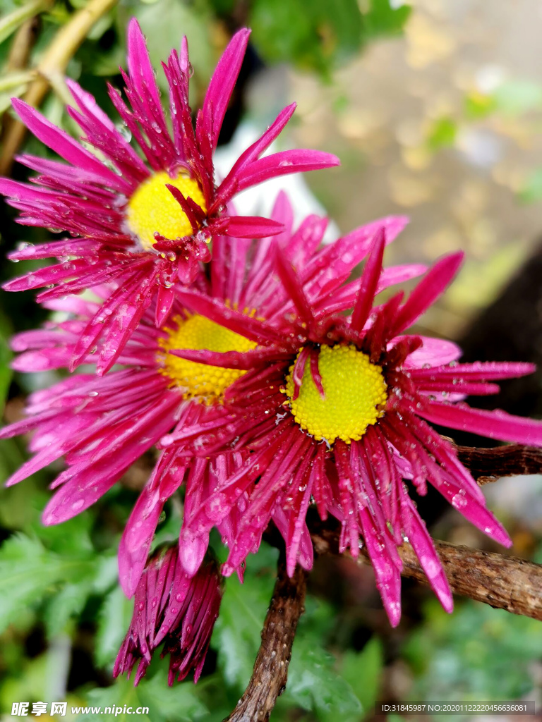 菊花 菊 精品菊花 名贵菊花