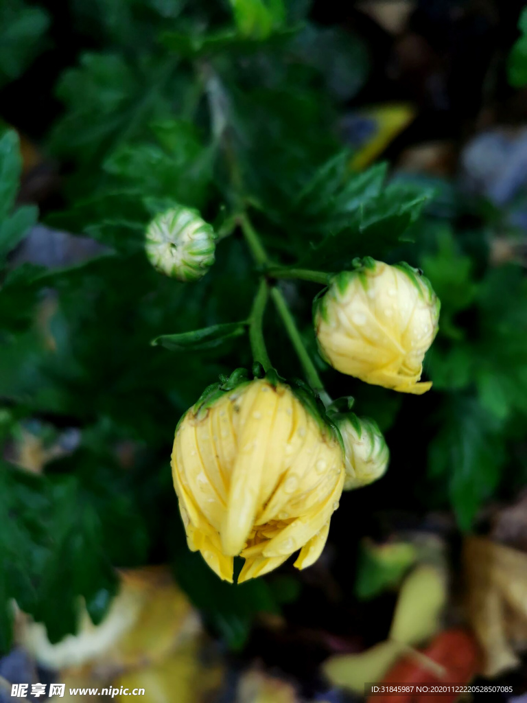 花苞 菊花种植 菊花