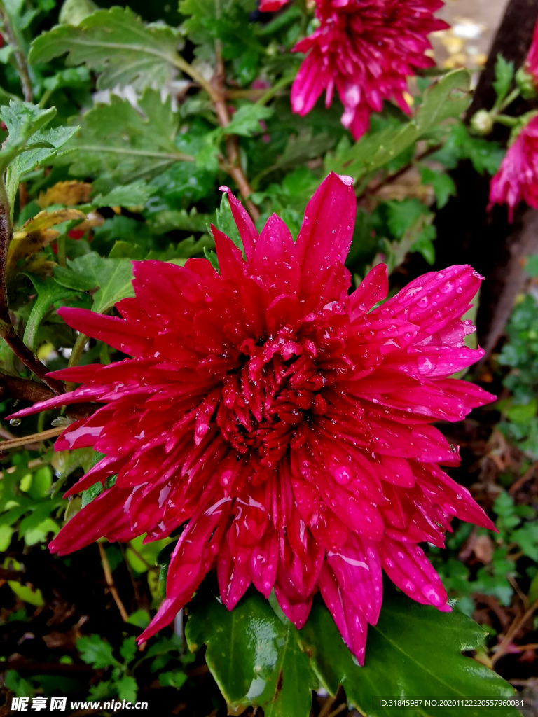 菊花 菊 精品菊花 名贵菊花