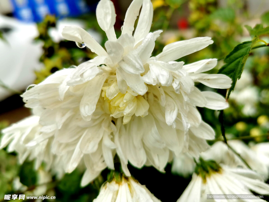 菊花 盛开的菊花 菊 秋菊