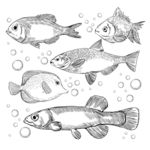 鱼 海鲜
