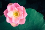 粉色莲花