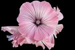 芙蓉花