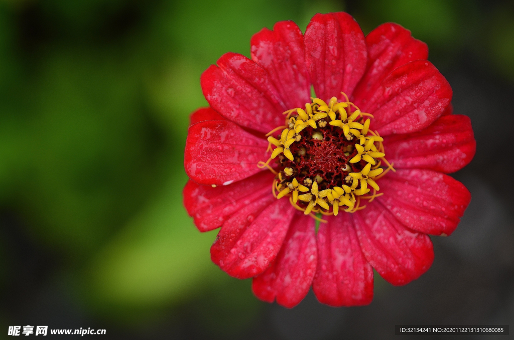 百日菊