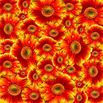 非洲菊
