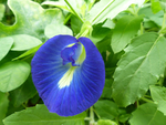 蝴蝶豌豆花