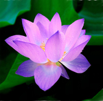莲花