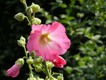 蜀葵花