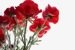 花毛茛