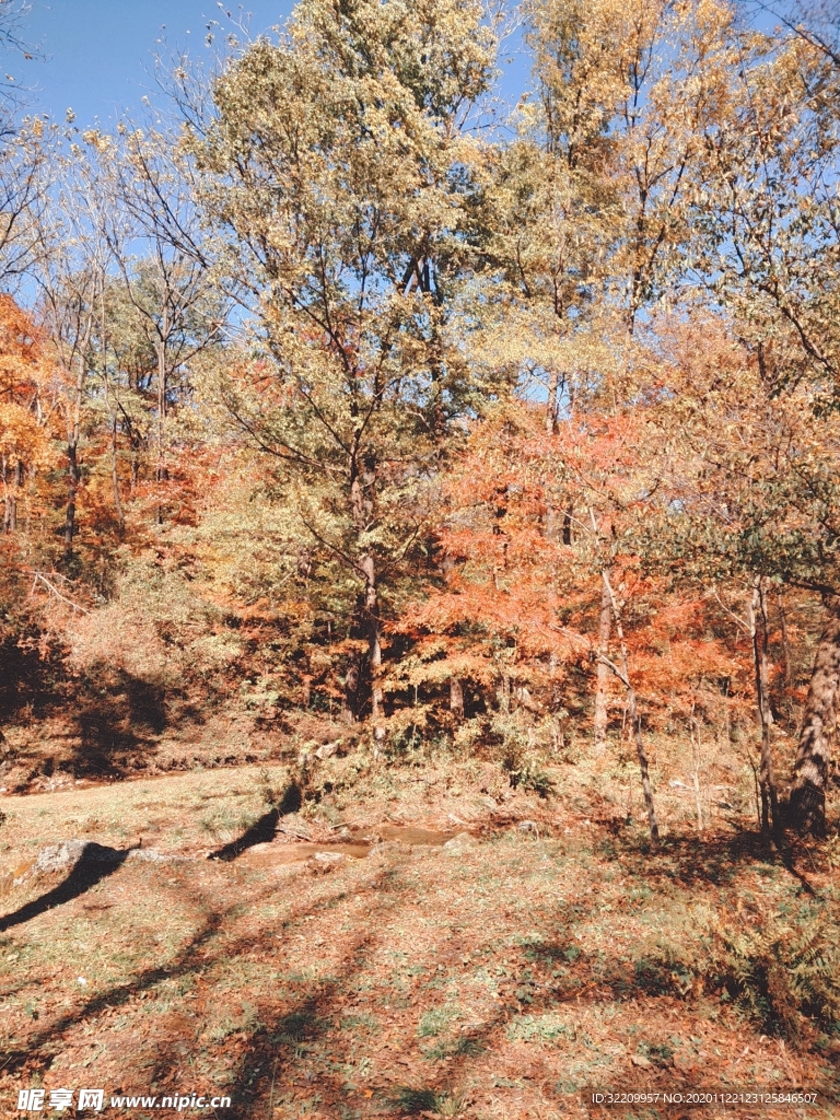 红树秋景