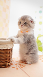 小猫