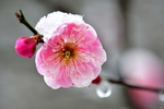 沐雪的桃花