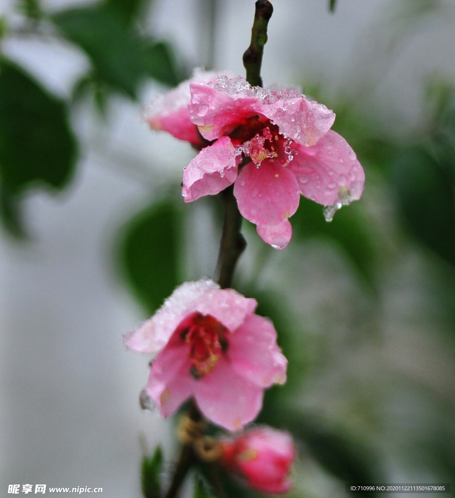 沐雪的桃花