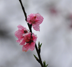沐雪的桃花