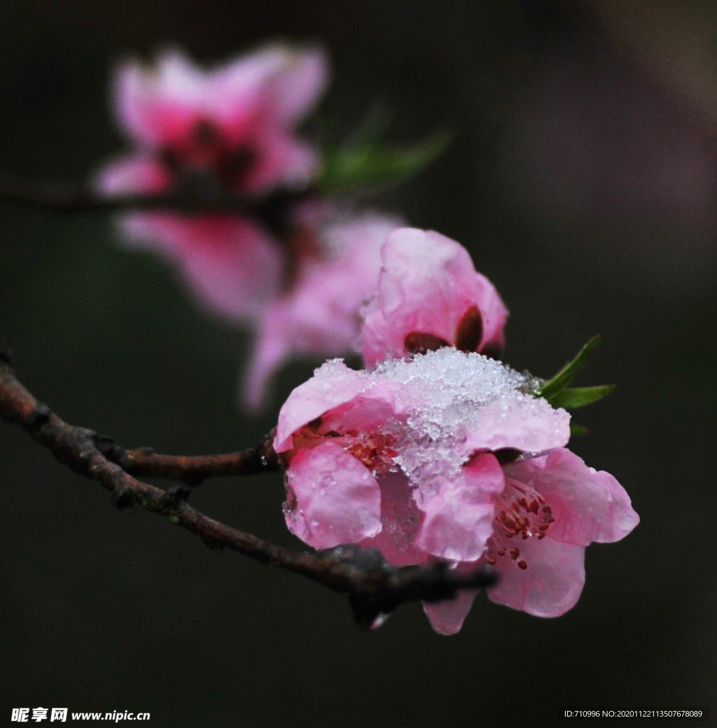 沐雪的桃花