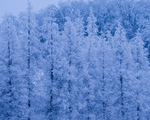 张家界雪景